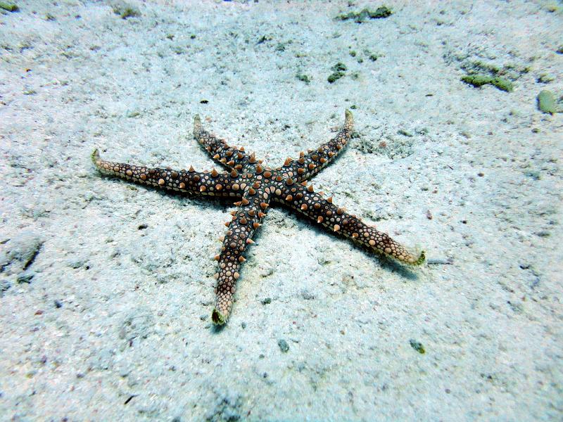 etoile de mer egyptienne - Gomophya egyptiaca.jpg